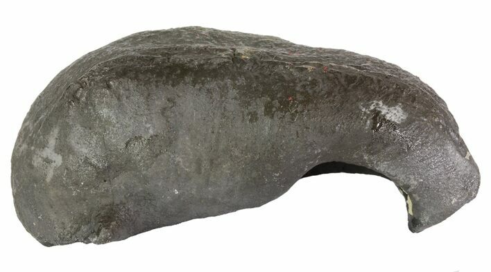Fossil Whale Ear Bone - Miocene #63525